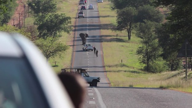 Droga krajowa w RPA. Nagle na jej środek wychodzi olbrzymi wściekły słoń. Kierowcy musieli się zatrzymać. Co było dalej? Zobaczcie.