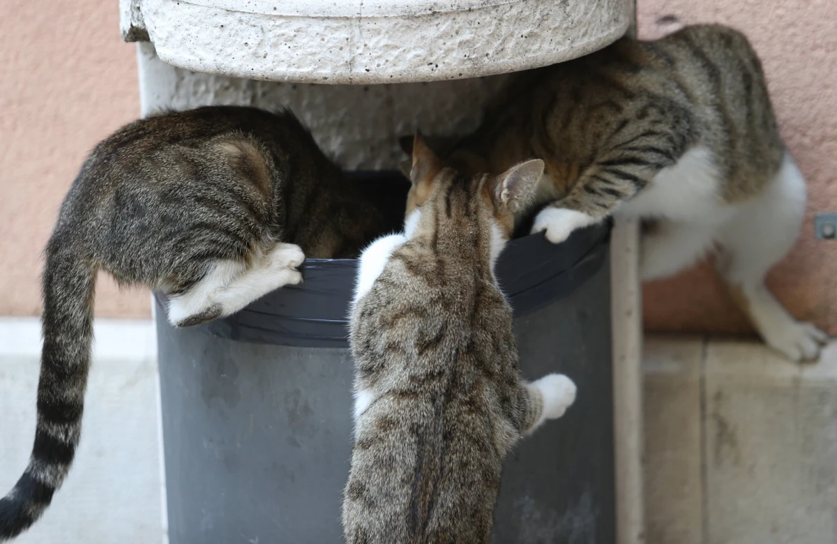 Koty nie wpędzają nas w szaleństwo - uspokajają naukowcy z University College London. Wyniki ich badań wskazują, że u dzieci, które dorastają w gospodarstwie domowym z kotami nie obserwuje się zwiększonego ryzyka chorób psychicznych. Pisze o tym w najnowszym numerze czasopismo "Psychological Medicine". Wcześniejsze badania wskazywały na ryzyko takich zaburzeń, związane z przenoszonym przez koty pasożytem Toxoplasma Gondii. Obawy te się nie potwierdzają.