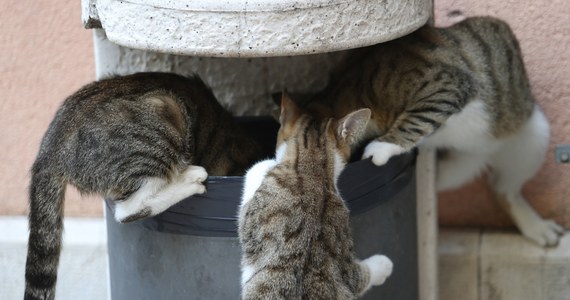 Koty nie wpędzają nas w szaleństwo - uspokajają naukowcy z University College London. Wyniki ich badań wskazują, że u dzieci, które dorastają w gospodarstwie domowym z kotami nie obserwuje się zwiększonego ryzyka chorób psychicznych. Pisze o tym w najnowszym numerze czasopismo "Psychological Medicine". Wcześniejsze badania wskazywały na ryzyko takich zaburzeń, związane z przenoszonym przez koty pasożytem Toxoplasma Gondii. Obawy te się nie potwierdzają.