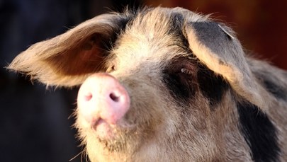 Opolskie: Staruszka pogryziona przez 300-kilogramową świnię