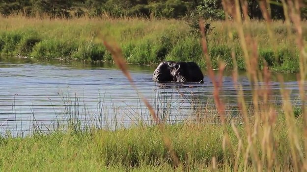 Fajne nagranie prosto z RPA. Materiał nakręcono w Parku Narodowym Krugera, a widać na nim kąpiącego się słonia. Murowany hit internetu.