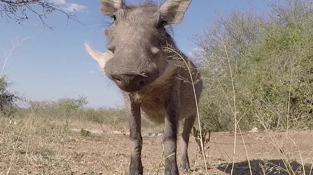 Dzięki kamerce GoPro 32-letni Andrew Macdonald ze Szkocji sfilmował dzikie zwierzęta z bardzo bliska. Nagrania pochodzą z RPA. Zostały nagrywane przez długi okres czasu. Ale efekt jest piorunujący. Słonie, nosorożce, bawoły i wiele innych zwierząt. Zobaczcie sami.