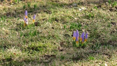 Wiosna coraz bliżej. Na początku marca będzie nawet 16 stopni!