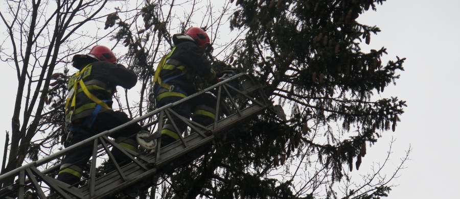 Ponad 200 interwencji związanych z wichurami zanotowali dzisiaj podkarpaccy strażacy. Najczęściej usuwali z ulic czy chodników połamane konary i całe drzewa i zabezpieczali uszkodzone dachy. Bez prądu było w regionie ponad 19 tysięcy odbiorców. Instytut Meteorologii i Gospodarki Wodnej wydał dla południowej części Podkarpacia ostrzeżenie przed silnym wiatrem: do wieczora mocno wiać ma w Bieszczadach i Beskidzie Niskim.