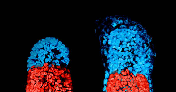 Zespół naukowców z Uniwersytetu w Cambridge, pod kierunkiem prof. Magdaleny Żernickiej-Goetz po raz pierwszy zbudował z komórek macierzystych myszy sztuczny embrion, który nie tylko przypomina prawdziwy, ale i rozwija się w podobny sposób. Jak pisze w najnowszym numerze czasopismo "Science", podobna praca z użyciem ludzkich komórek może pomóc w badaniach najwcześniejszych etapów procesu rozwoju człowieka, bez potrzeby wykorzystywania prawdziwych ludzkich embrionów.