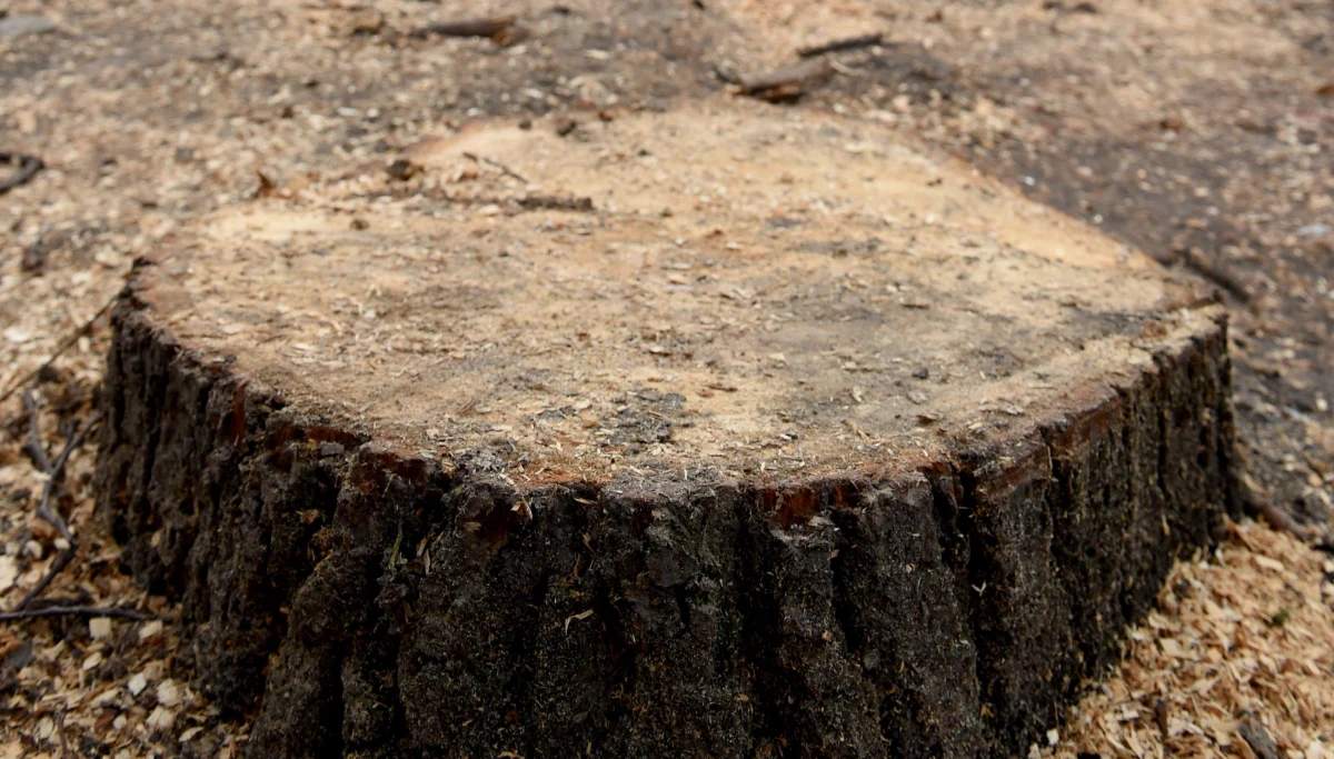 Policja wstrzymała wycinkę drzew w centrum podwarszawskiego Pruszkowa. W tej sprawie interweniowali prawnicy i ekolodzy przypominając, że teren, na którym rozpoczął się wyrąb topoli i olch, należy do Warszawskiego Obszaru Chronionego Krajobrazu. 