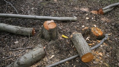 Klub PiS złożył projekt nowelizacji ustawy dot. wycinki drzew 