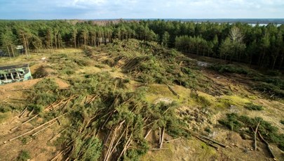 Łeba: Wycięli 4 hektary lasu. Sprawą z urzędu zajęła się prokuratura