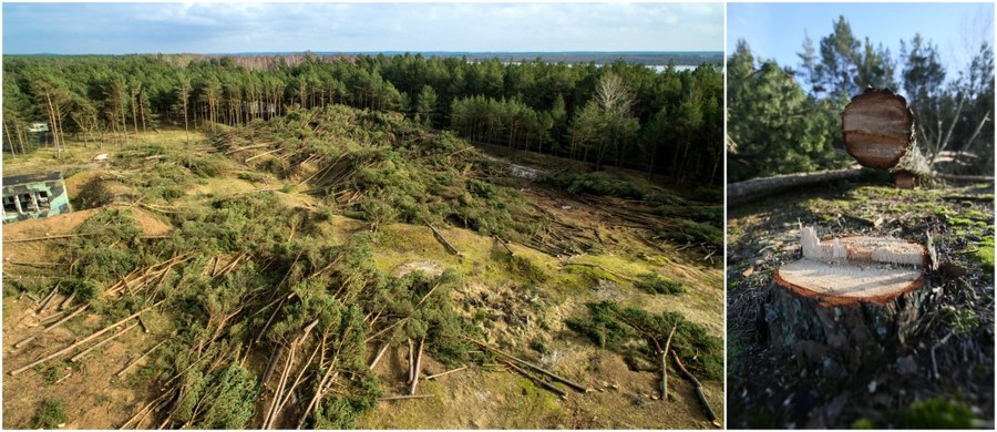 Jest śledztwo ws. wycięcia czterech hektarów lasu w Łebie - z urzędu wszczęła je Prokuratura Rejonowa w Lęborku. Według wstępnych ustaleń, na terenie, na którym doszło do wycinki, znajdowały się stanowiska roślin podlegających ochronie.