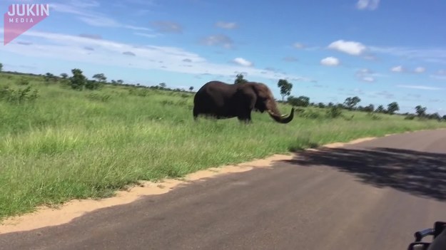 Ci turyści podczas safari najedli się strachu. Chcieli bowiem przejechać obok słonia. Ten stał nieruchomo dopóki oni nie ruszyli. Wtedy się wkurzył. Na szczęście turystom udało się uciec.