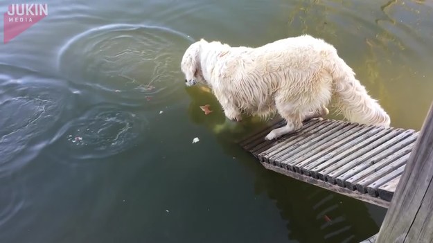 Ten pies cierpliwie czekał na odpowiedni moment, po czym... zanurkował głową do wody i wyciągnął z niej rybę.