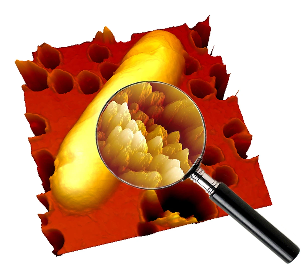 Są szanse na skuteczną walkę z niektórymi, odpornymi na antybiotyki bakteriami. Naukowcy z McMaster University w Kanadzie pokazali, że zastosowanie środka przeciwgrzybiczego, pentamidyny wraz z antybiotykiem pozwala dobrać się do skóry nawet bakteriom uznawanym przez Światową Organizację Zdrowia za największe obecnie zagrożenie. Pisze o tym w najnowszym numerze czasopismo "Nature Microbiology".