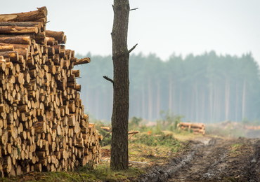 Poseł PiS: Chcemy jak najszybciej zmienić przepisy dot. wycinki drzew