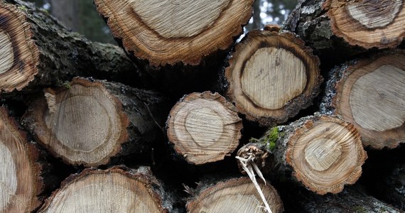 Fundacja Dzika Polska zawiadomiła Komisję Europejską w sprawie wycinki przez Lasy Państwowe około stu stuletnich dębów w Puszczy Białowieskiej. W ocenie ekologów, doszło do naruszenia unijnych dyrektyw. Leśnicy tłumaczą, iż wycinka miała miejsce w części gospodarczej puszczy.
