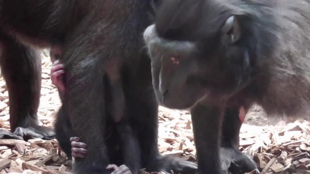 Urocze nagranie prosto z Chester Zoo. Na świecie pojawił się mały makak. W pierwszym okresie życia dziecka samica zabiera je wszędzie ze sobą. Małe makaki zażywają rozgrzewających kąpieli w ramionach matek.