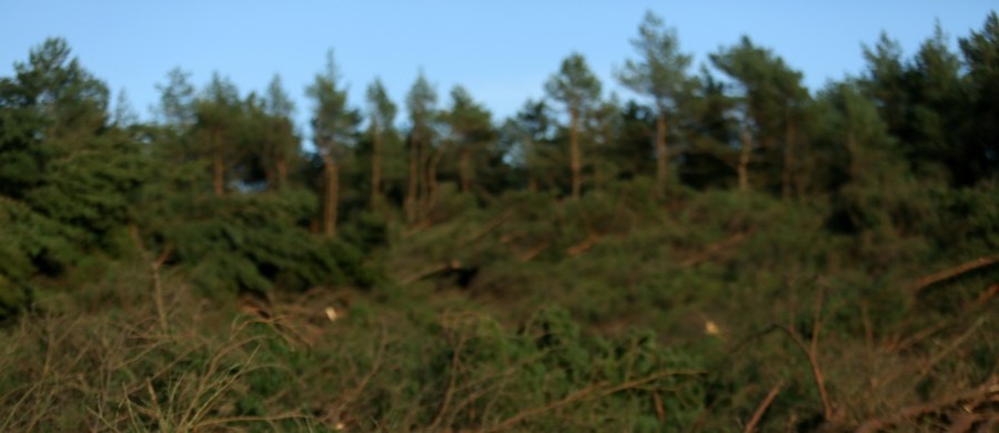 Regionalna Dyrekcja Ochrony Środowiska w Gdańsku złożyła zawiadomienie do prokuratury o możliwości popełnienia przestępstwa przez burmistrza Łeby. Chodzi o masową wycinkę drzew z 24 lutego. Wycięto 4 hektary lasu na atrakcyjnych działkach przy ulicy Nadmorskiej.
