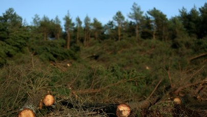Wycinka drzew w Łebie. Śledczy sprawdzą, czy burmistrz popełnił przestępstwo