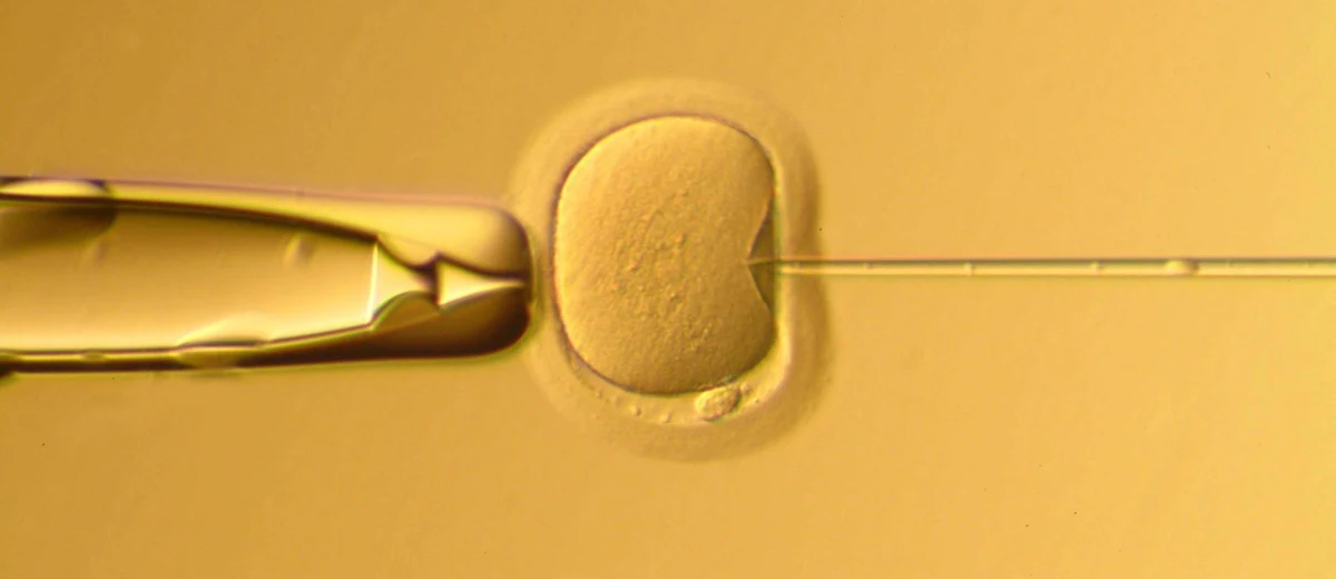 Chińscy naukowcy, z pomocą techniki edycji genów CRISPR, skorygowali wadliwy gen ludzkiego embrionu - informuje na swej stronie internetowej czasopismo "New Scientist". Badacze z Guangzhou Medical University opublikowali na łamach czasopisma "Molecular Genetics and Genomics" wyniki pierwszych oficjalnych badań zmierzajacych do korekty genów zdolnych do życia embrionów. Choć tylko w przypadku jednego na sześć embrionów eksperyment zakończył się powodzeniem, autorzy pracy uznają wyniki za obiecujące.