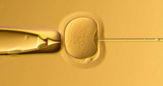 Chińscy naukowcy, z pomocą techniki edycji genów CRISPR, skorygowali wadliwy gen ludzkiego embrionu - informuje na swej stronie internetowej czasopismo "New Scientist". Badacze z Guangzhou Medical University opublikowali na łamach czasopisma "Molecular Genetics and Genomics" wyniki pierwszych oficjalnych badań zmierzajacych do korekty genów zdolnych do życia embrionów. Choć tylko w przypadku jednego na sześć embrionów eksperyment zakończył się powodzeniem, autorzy pracy uznają wyniki za obiecujące.