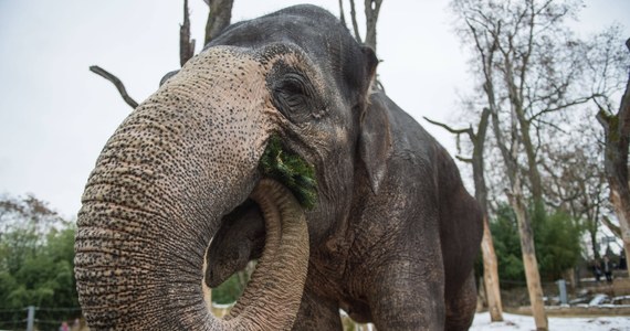 Atak słonia w ogrodzie zoologicznym w miejscowości Shirahama na zachodzie Japonii. Zwierzę poturbowało opiekuna. Mężczyzna zmarł.
