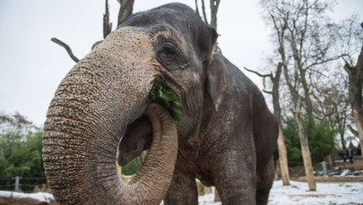 Słoń poturbował opiekuna w zoo. 37-latek zmarł