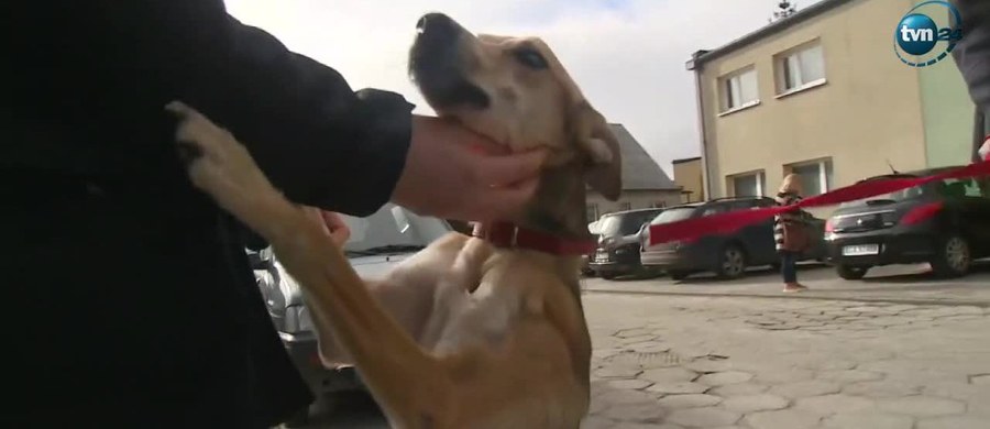 Na 8 miesięcy bezwzględnego pozbawienia wolności za znęcanie się nad zwierzęciem skazał sąd w Pucku dwóch mężczyzn, którzy skatowali łopatą, a potem cegłą i zakopali żywcem Odiego. Pies przeszkadzał oprawcom w piciu alkoholu. Dwaj mężczyźni to teść właściciela Odiego i jego kolega. 