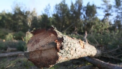 Rzecznik Praw Obywatelskich przegrał w sądzie ws. większej wycinki m.in. w Puszczy Białowieskiej