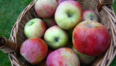 "DGP": Dyskretny powrót polskich jabłek do Rosji