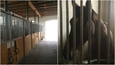 Szykują się kolejne roszady w renomowanych polskich stadninach koni arabskich