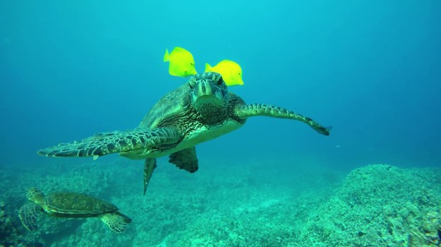 Te żółwie morskie mają fantastycznych przyjaciół - przyciągają do siebie urocze żółte rybki, które pomagają oczyścić brud z ich grzbietów. To niesamowite wideo nagrano na obrzeżach Big Island, na Hawajach.