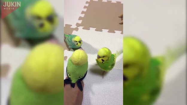 Te ptaki myślały, że mają nowego towarzysza zabaw. Ich właściciel przyniósł im bowiem bardzo do nich podobnego kolorowego ptaka. Jednak, kiedy próbowały się z nim bawić, zdały sobie sprawę, że to tylko... zabawka. Jak zareagowały?