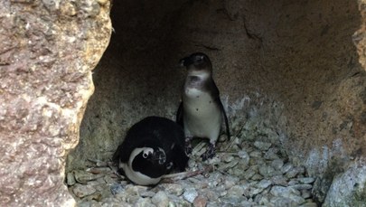 Uchatkowe SPA i pingwiny w Bronxie, czyli zakamarki Afrykarium we wrocławskim zoo
