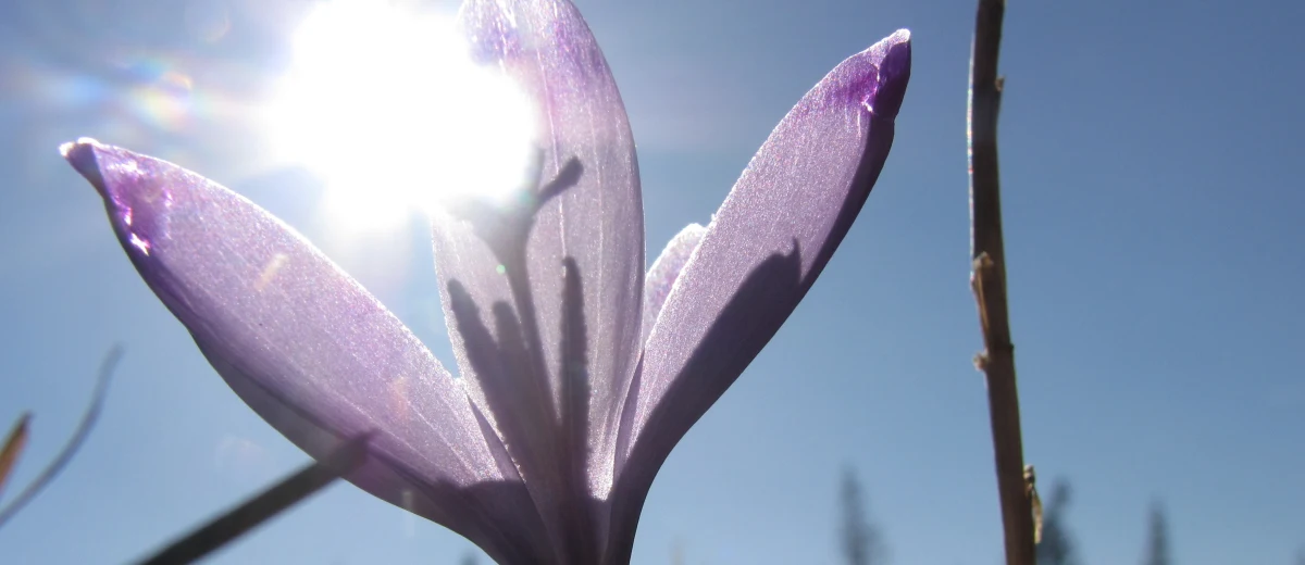 Tylko trzy dni pozostały do nadejścia kalendarzowej wiosny! To bardzo dobra wiadomość dla tych, którzy mają już dość śniegu, mrozu i krótkich dni, a z niecierpliwością wypatrują kwiatów, pąków na drzewach i śpiewających za oknem ptaków. Szybciej, niż kalendarzowa, przyjdzie do nas wiosna astronomiczna. Stanie się to już 20 marca. Oznacza to, że w poniedziałek dzień i noc będą trwały tyle samo - po 12 godzin, a już od wtorku dzień będzie coraz dłuższy.