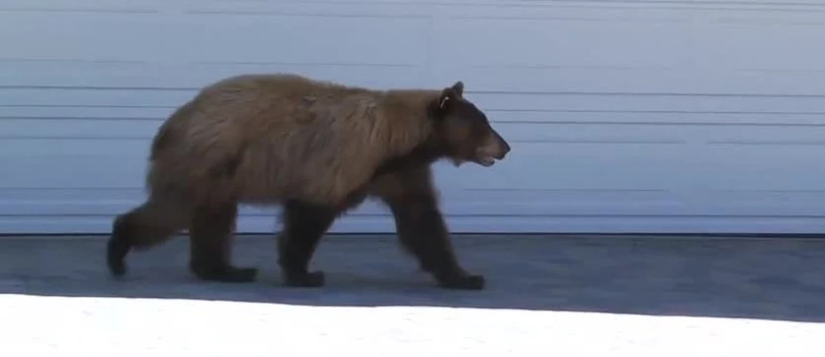 Mieszkaniec amerykańskiego osiedla "Lake Tahoe" musiał nieźle się zdziwić, kiedy podczas porannej przechadzki spotkał na swojej drodze niedźwiedzia. Zwierzę szukało pożywienia w koszach na śmieci. Najzabawniejsze jest chyba to, że całej tej sytuacji wystraszył się… także sam niedźwiedź.