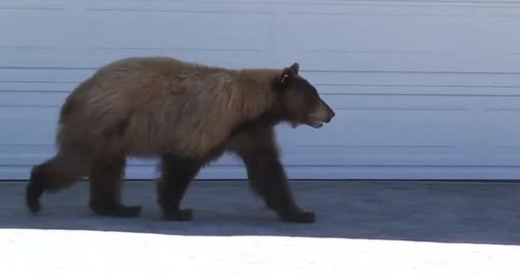 Mieszkaniec amerykańskiego osiedla "Lake Tahoe" musiał nieźle się zdziwić, kiedy podczas porannej przechadzki spotkał na swojej drodze niedźwiedzia. Zwierzę szukało pożywienia w koszach na śmieci. Najzabawniejsze jest chyba to, że całej tej sytuacji wystraszył się… także sam niedźwiedź.