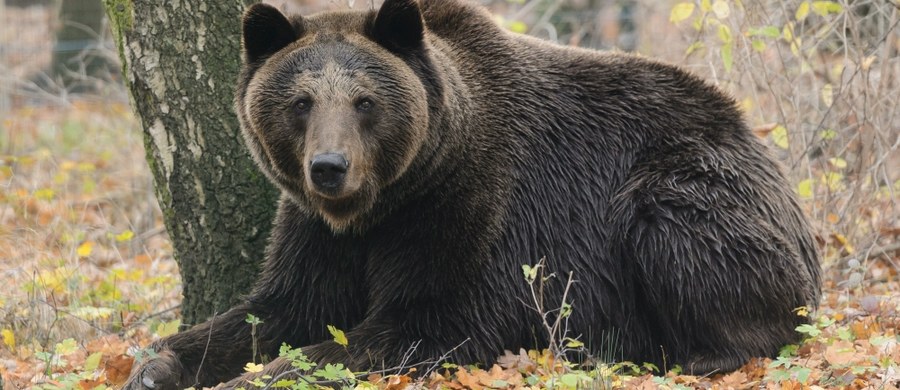 Pracownik zakładu usług leśnych został zaatakowany przez niedźwiedzia w Stebniku w Bieszczadach. "Poszkodowany ma liczne obrażenia ciała, m.in. przegryzioną prawą dłoń" – mówi nadleśniczy nadleśnictwa Ustrzyki Dolne, Maciej Szpiech.