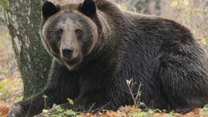Atak niedźwiedzia w Bieszczadach. Ranny mężczyzna
