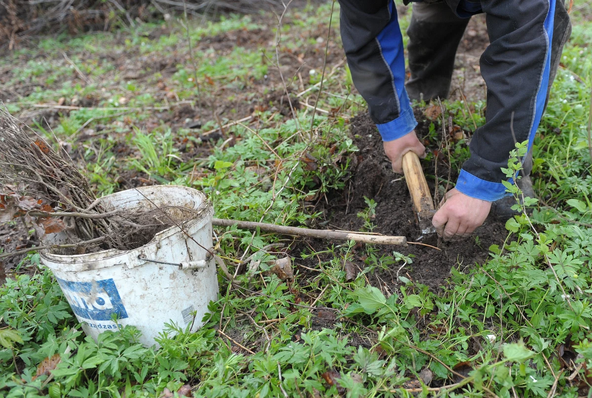 Cztery sadzonki dębu zostały uznane... za oręż w walce z polskim rządem. W Kielcach prezydent miasta zakazał sadzenia drzew. To pokłosie dyskusji o złagodzonych przepisach o wycince.