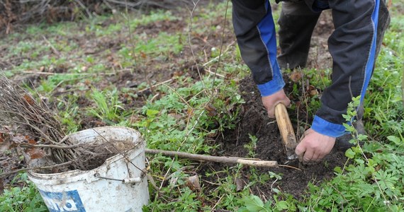 Cztery sadzonki dębu zostały uznane... za oręż w walce z polskim rządem. W Kielcach prezydent miasta zakazał sadzenia drzew. To pokłosie dyskusji o złagodzonych przepisach o wycince.