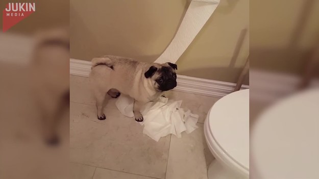 Pies poszedł do łazienki, bo czuł się trochę znudzony. Potem zaczął rozwijać papier toaletowy. Co było dalej?