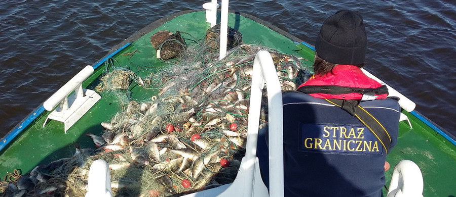 ​Jak informuje dziennikarka RMF FM Aneta Łuczkowska, strażnicy graniczni wydobyli z basenu portowego w Świnoujściu prawie ćwierć kilometra nielegalnych sieci rybackich. Służby zawiadomili wędkarze, którzy zauważyli, że ktoś nielegalnie wyłapuje ryby w okolicy Karsiboru.