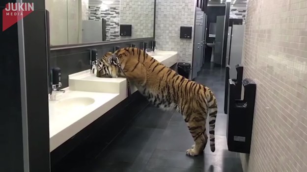 Ten tygrys wszedł do łazienki i zaczął pić wodę prosto z kranu. Widać, że był naprawdę spragniony.