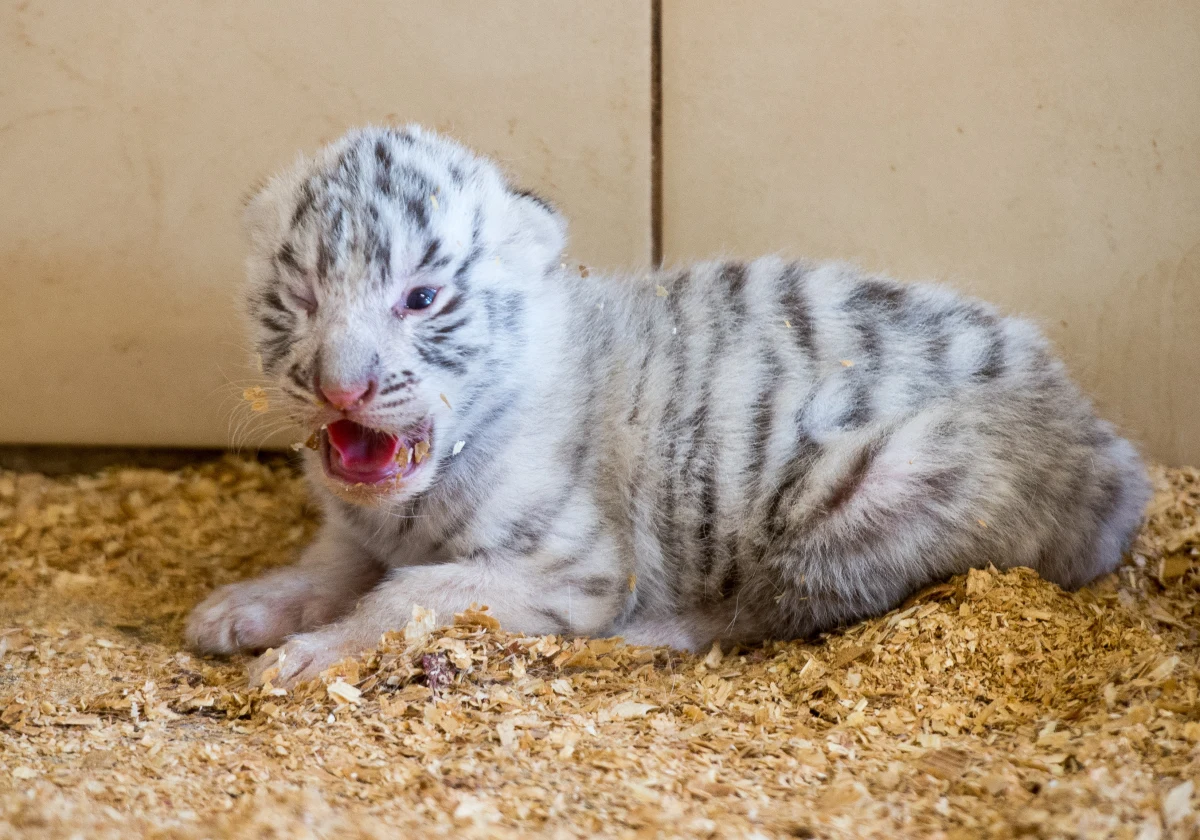 Cztery białe tygrysy przyszły na świat w ogrodzie zoologicznym w Borysewie koło Łodzi. ZOO specjalizuje się w hodowli białych, rzadko spotykanych w naturze zwierząt, m.in. tygrysów i lwów. Ostatnio jego kolekcja wzbogaciła się też o 40 krokodyli nilowych i 10 aligatorów.