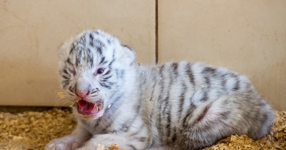 Cztery białe tygrysy przyszły na świat w ogrodzie zoologicznym w Borysewie koło Łodzi. ZOO specjalizuje się w hodowli białych, rzadko spotykanych w naturze zwierząt, m.in. tygrysów i lwów. Ostatnio jego kolekcja wzbogaciła się też o 40 krokodyli nilowych i 10 aligatorów.