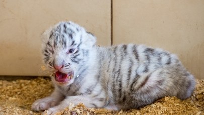Czworaczki białego tygrysa przyszły na świat w ZOO w Borysewie