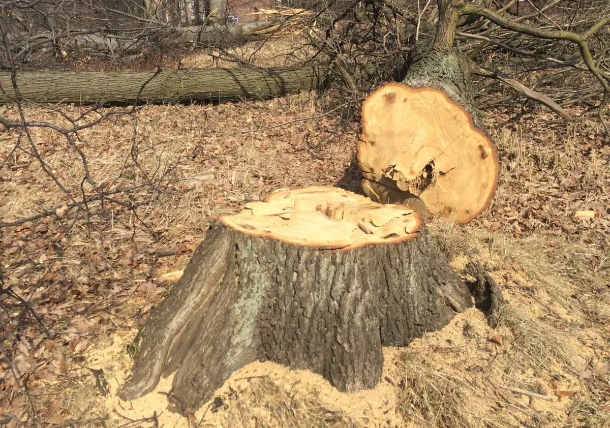 Prokuratura wszczęła śledztwo ws. wycinki drzew na terenie Lasu Borkowskiego przy ul. Karabuły w Krakowie. Sprawdzi także wycinkę przy ul. Malborskiej - poinformował rzecznik krakowskiej prokuratury okręgowej prok. Janusz Hnatko. Sprawę Lasu Borkowskiego nagłośniły wcześniej krakowskie media: jak alarmowały, drzewa zostały tam wycięte na obszarze blisko hektara.