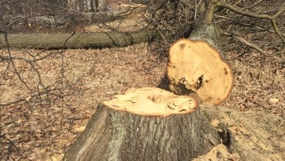 Kraków: Prokuratura zajęła się wycinką drzew w Lesie Borkowskim