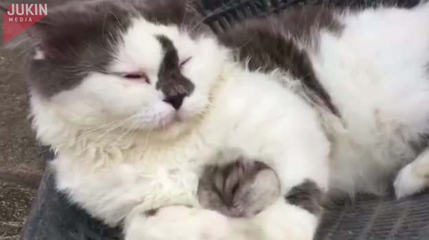 Zwierzęce przyjaźnie potrafią zaskakiwać. Oto kot i chomik - w wielkiej komitywie - śpią sobie razem. Ciepło, miło i przyjemnie.