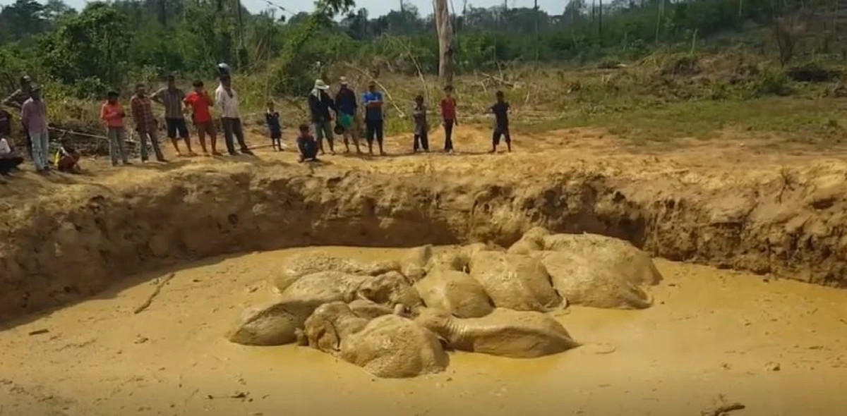 Jedenaście azjatyckich słoni pomagało sobie w wydostaniu się z dziury wypełnionej błotem. Zwierzęta to mieszkańcy rezerwatu przyrody Keo Seima we wschodniej części Kambodży. 
