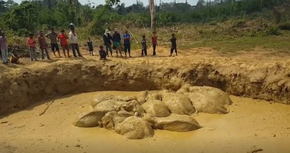 Jedenaście azjatyckich słoni pomagało sobie w wydostaniu się z dziury wypełnionej błotem. Zwierzęta to mieszkańcy rezerwatu przyrody Keo Seima we wschodniej części Kambodży. 